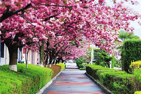 【印象隴原】去兩當(dāng)，與櫻花赴約