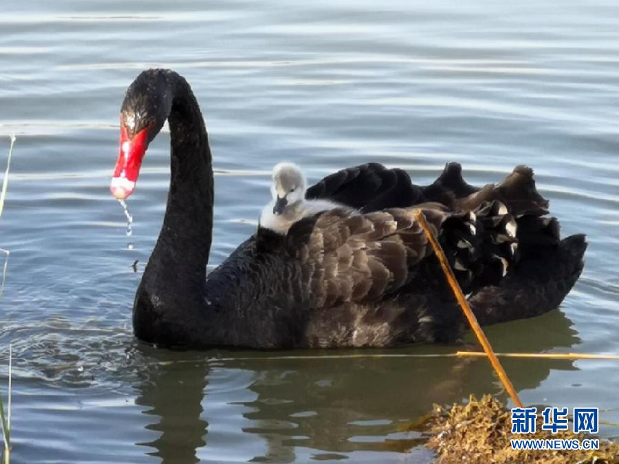 萌化了！黑天鵝寶寶出窩“游湖”