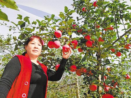 【走向我們的小康生活】馮巧葉，“大家一起過好日子”
