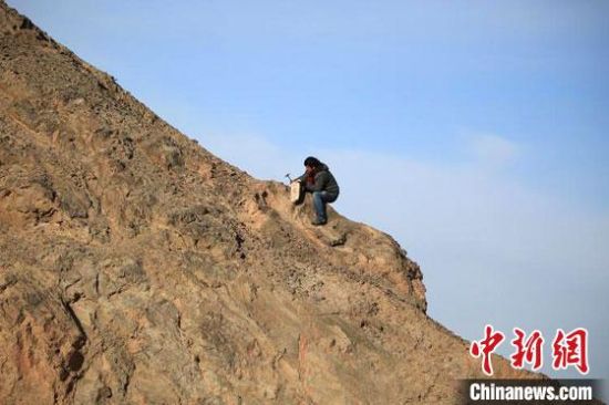 圖為敦煌“80后”畫家張杰龍?jiān)诙鼗腿Ｉ嚼锊杉V石顏料。(資料圖)受訪者供圖