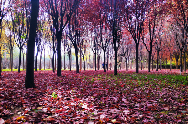 【“醉”美深秋 】深秋，請到蘭州這片紅葉林里走走
