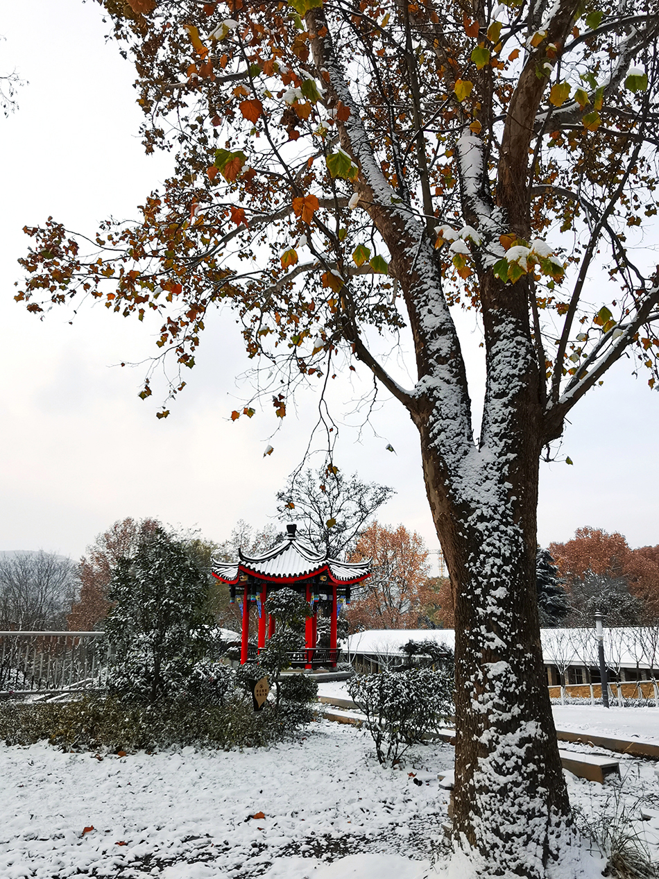 高清大圖|天水弘文園初雪，你喜歡嗎？