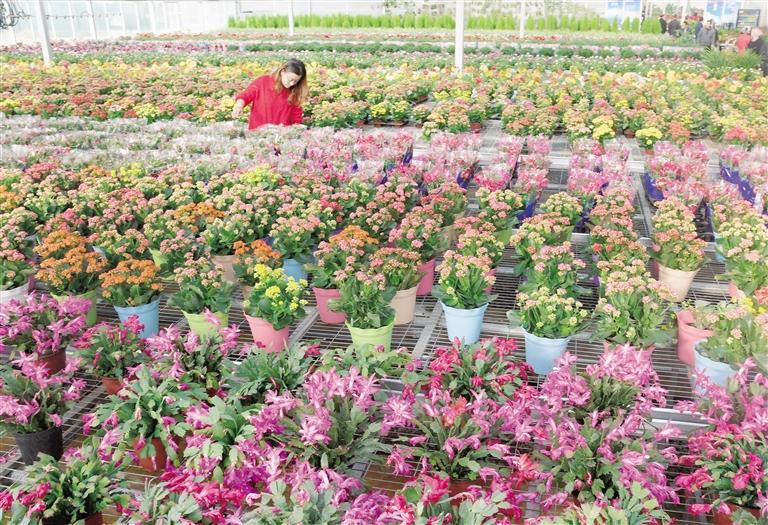 臨夏縣20多萬株水仙花、杜鵑、蝴蝶蘭等60多種花卉競相綻放