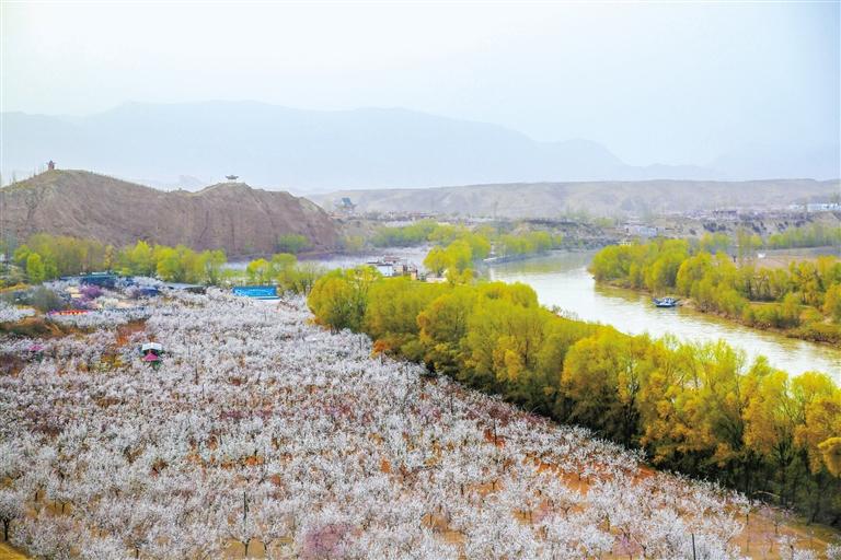 甘肅旅游丨唐汪杏花開 楚楚等君來 在這里賞花看丹霞，美哉！