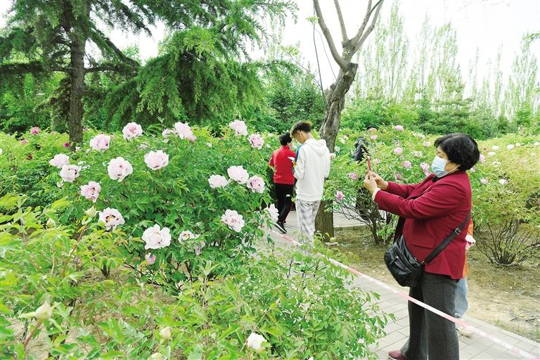 臨夏市北濱河路60里牡丹長廊里不同品種、顏色各異的牡丹花爭奇斗艷