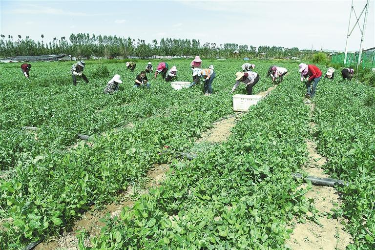臨夏縣百益現(xiàn)代農(nóng)業(yè)公司種植的500多畝豌豆苗、甜豆等進(jìn)入豐產(chǎn)期