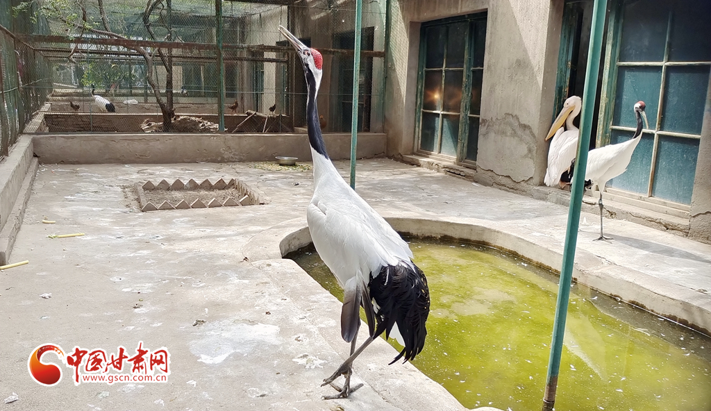 蘭州公安提醒市民：非緊急非必要，不出境