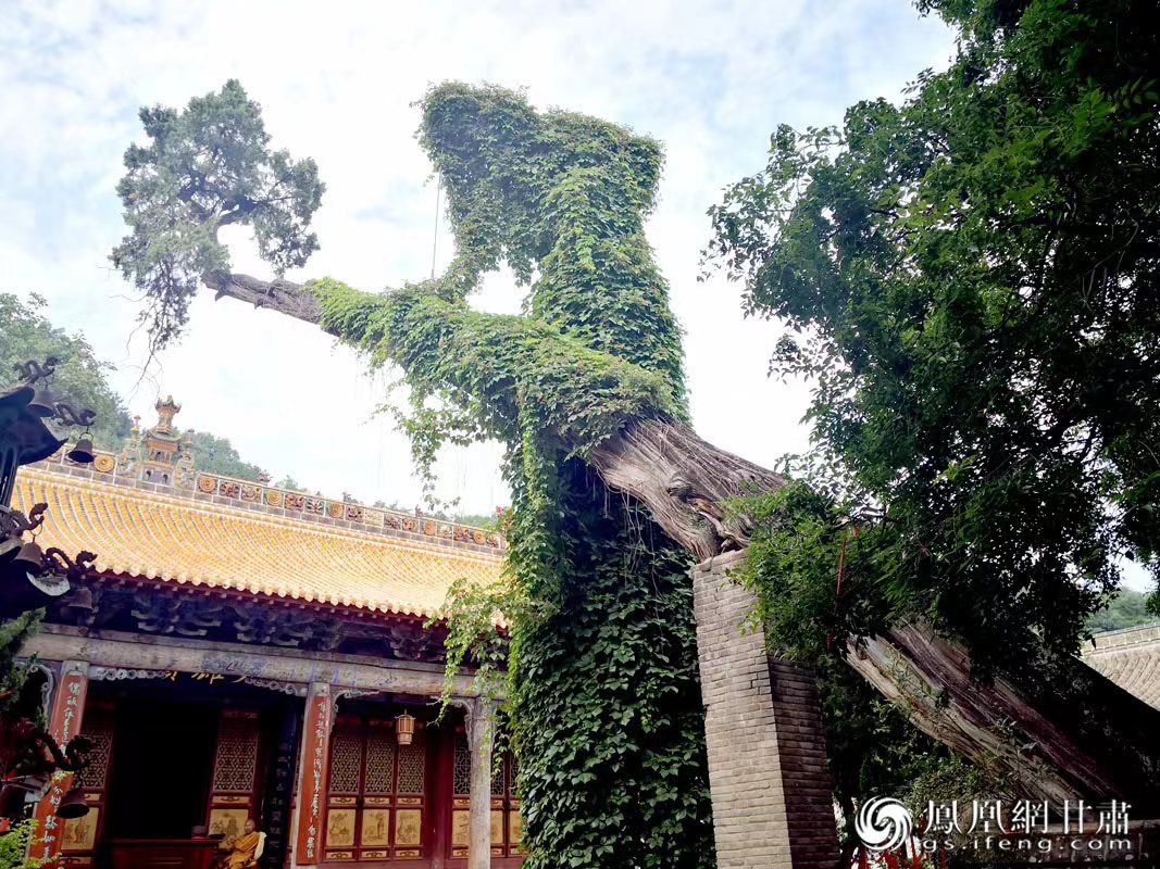 “山頭南郭寺，水號(hào)北流泉。老樹空庭得，清渠一邑傳。”杜甫詩中的“老樹”，指的就是這株春秋古柏，為南郭寺的“鎮(zhèn)寺之寶”。胡江 攝