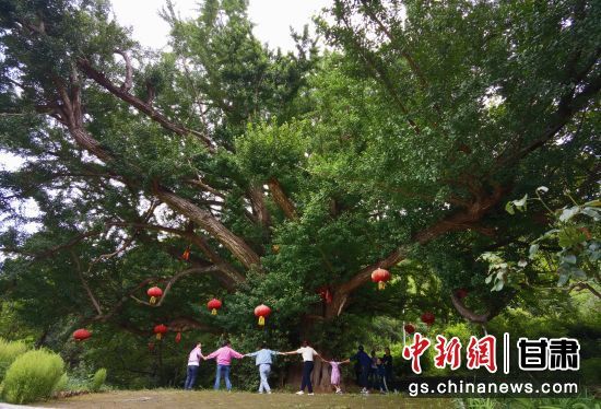 隴南徽縣境內(nèi)最古老的銀杏樹。當(dāng)?shù)貍髡f，它已有千年樹齡。（資料圖）殷春永 攝