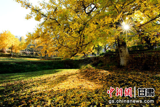 隴南徽縣銀杏樹最美的時候，當(dāng)屬每年的10月至11月。圖為樹葉已染黃的銀杏樹。張承榮 攝