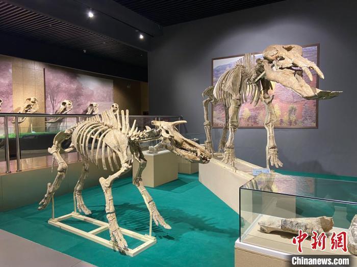 圖為5月底，和政縣古動(dòng)物化石博物館內(nèi)修復(fù)后的古生物化石?！「哒?攝