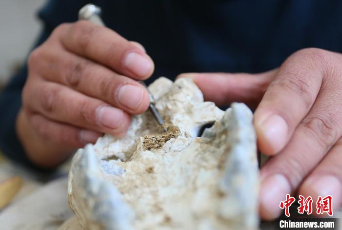 2022年6月，在和政古動物化石博物館內(nèi)，古生物化石修復(fù)師對化石進行修復(fù)。(資料圖) 高展 攝