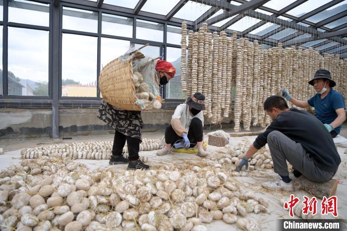 5月10日，甘肅省甘南藏族自治州迭部縣一青稞酒廠，工作人員用青稞面和青稞草等制成的曲坯用繩子串起來(lái)，方便掛起來(lái)曬干。九美旦增　攝