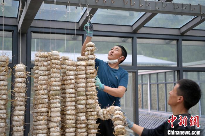 圖為5月10日，工作人員將用青稞面和青稞草等制成的曲坯用繩子串起來(lái)晾曬。九美旦增　攝