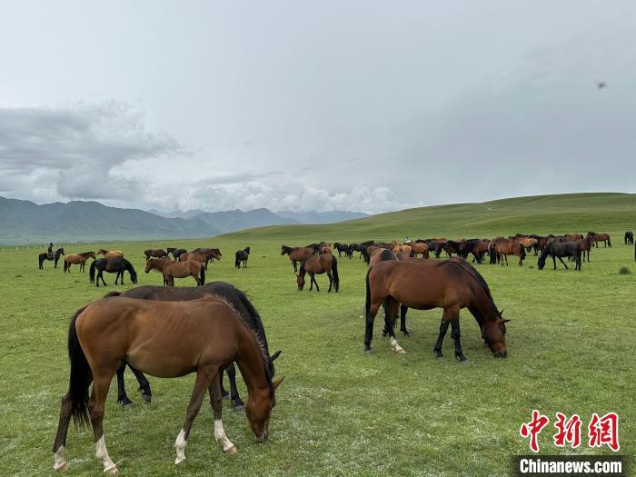 7月中旬，在山丹馬場草原上吃草的“山丹馬”?！〈魑牟?攝